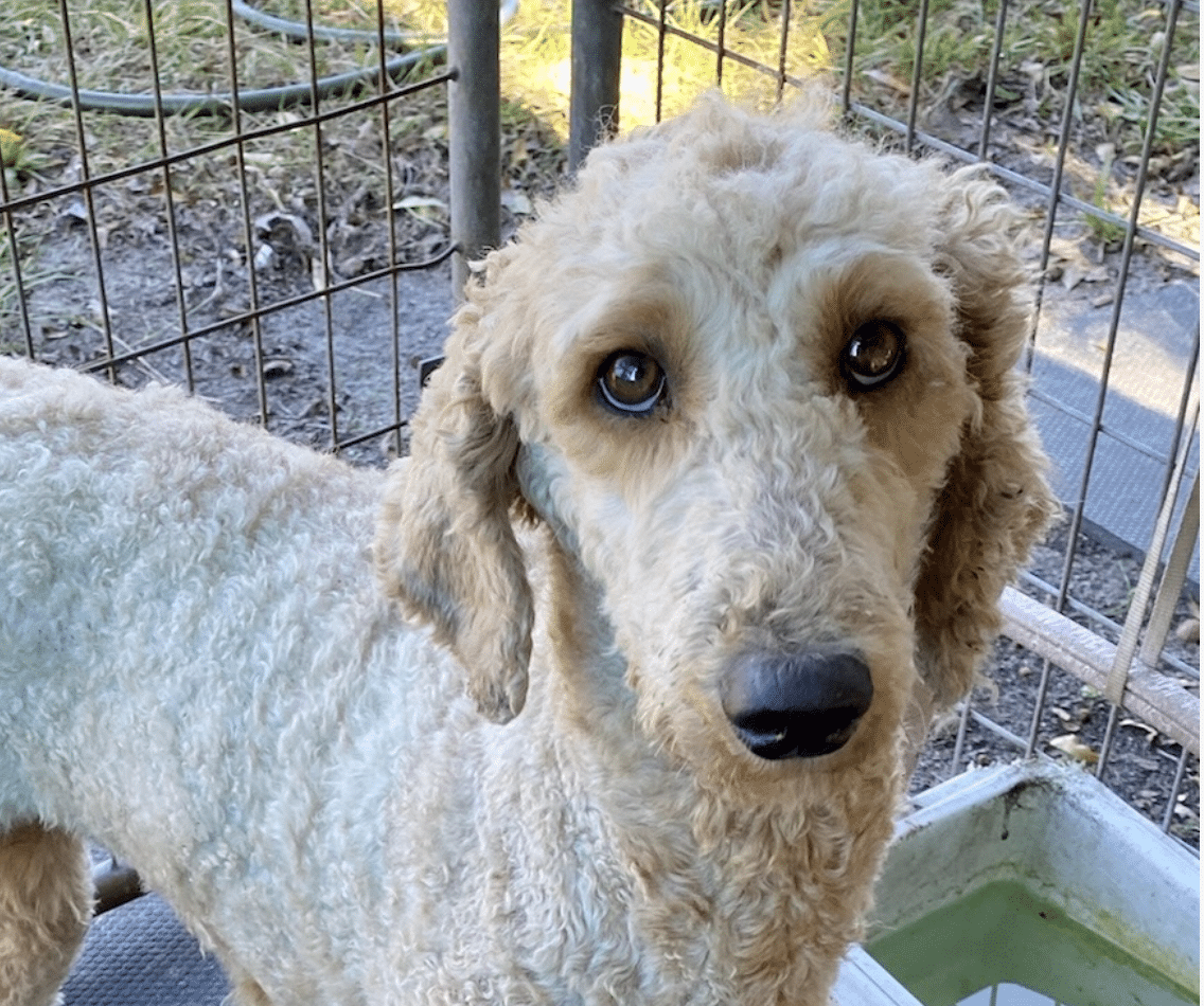10 month old White Goldendoodle/Poodle available for adoption at Gimme Shelter Animal Rescue in Sagaponack, NY